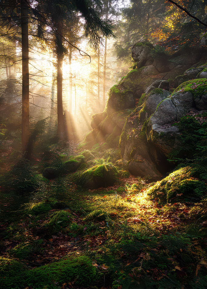 Sunlit Mossy Forest Landscape
