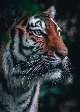 Tiger Portrait: Majestic and Detailed