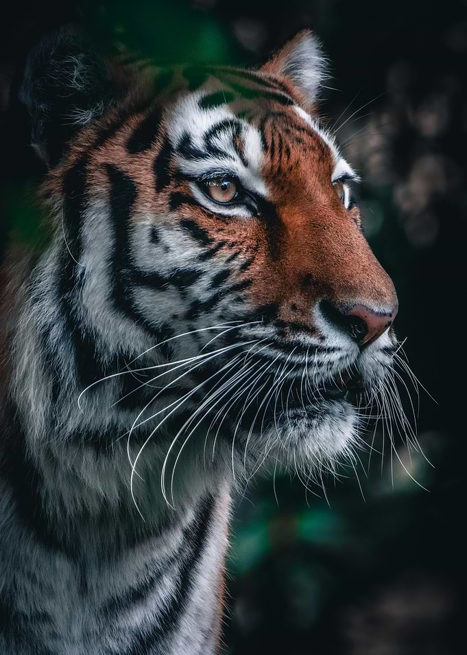 Tiger Portrait: Majestic and Detailed