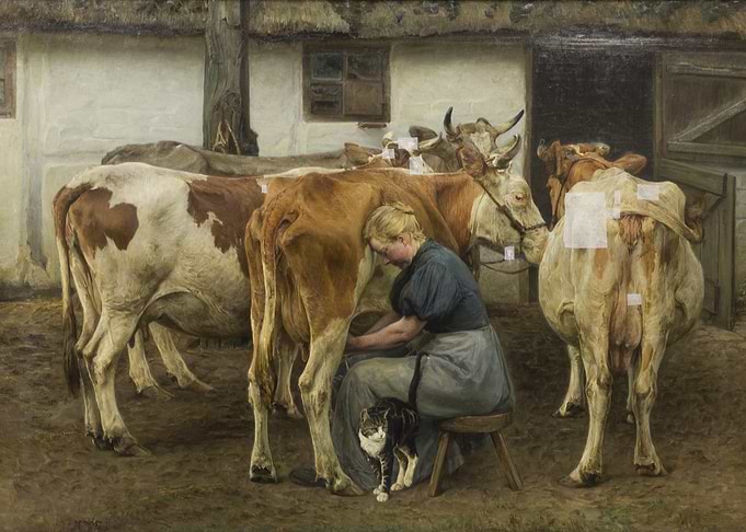 Woman Milking Cow with Cat Nearby