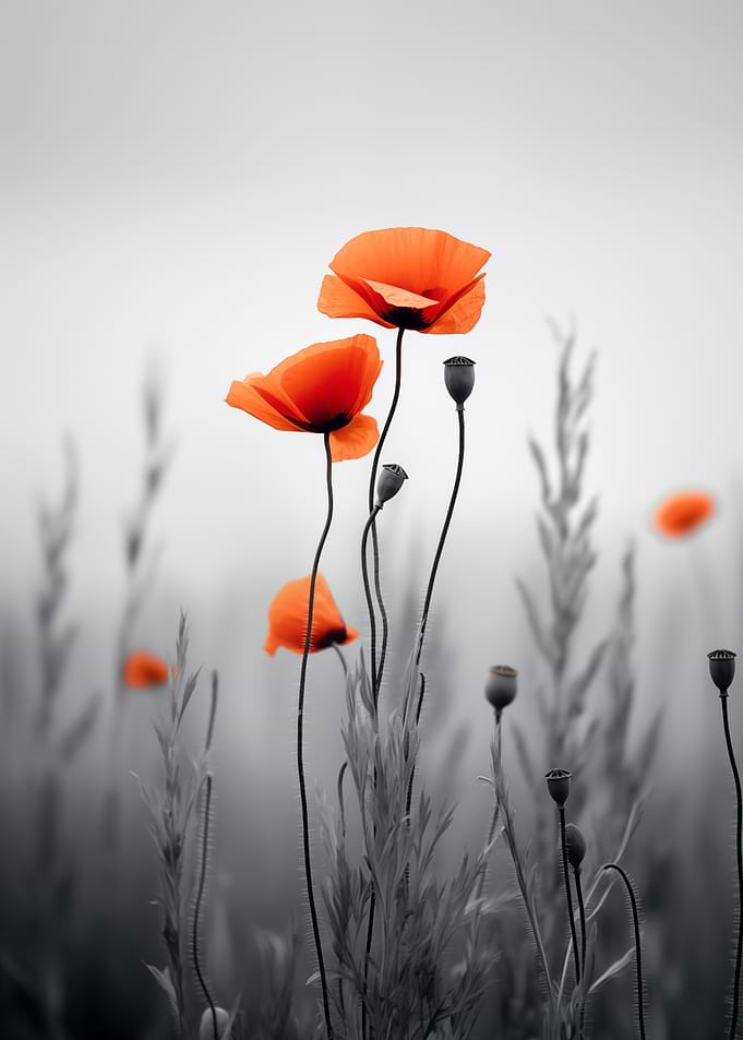 Orange Poppies in Field