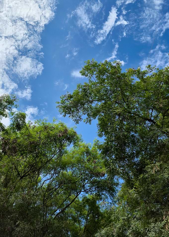 Blue Sky Framed by Green Trees and Soft Clouds