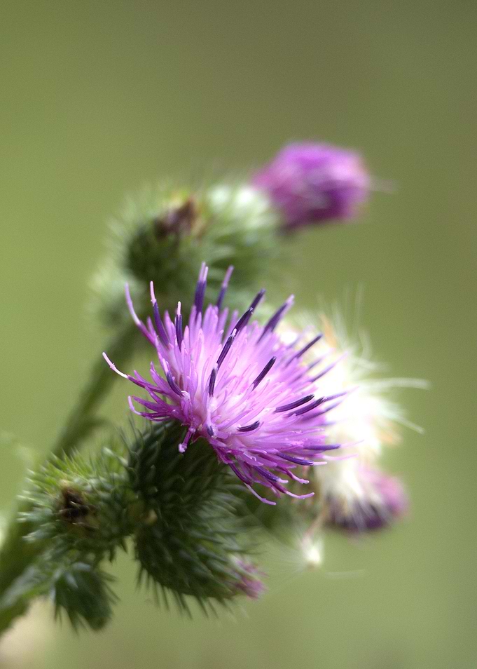 Purple Thistle Flower Close-Up