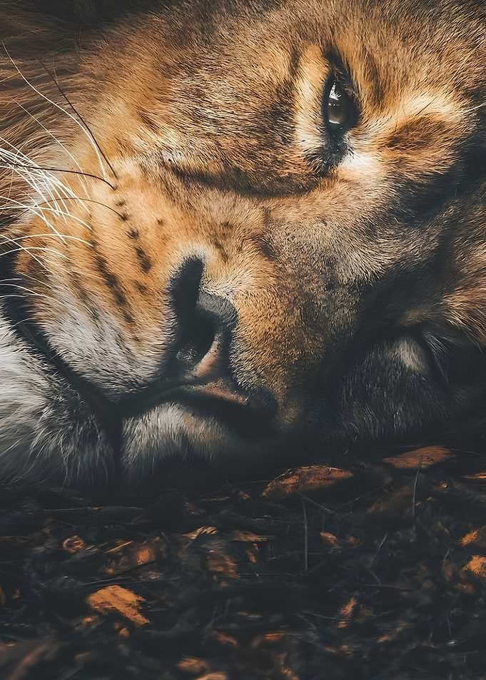 lion tired sleeping