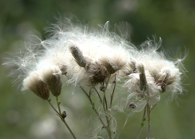 Thistle Seed Head Close-Up