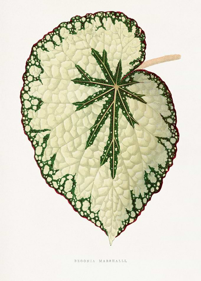 Begonia Marsheall Leaf Illustration