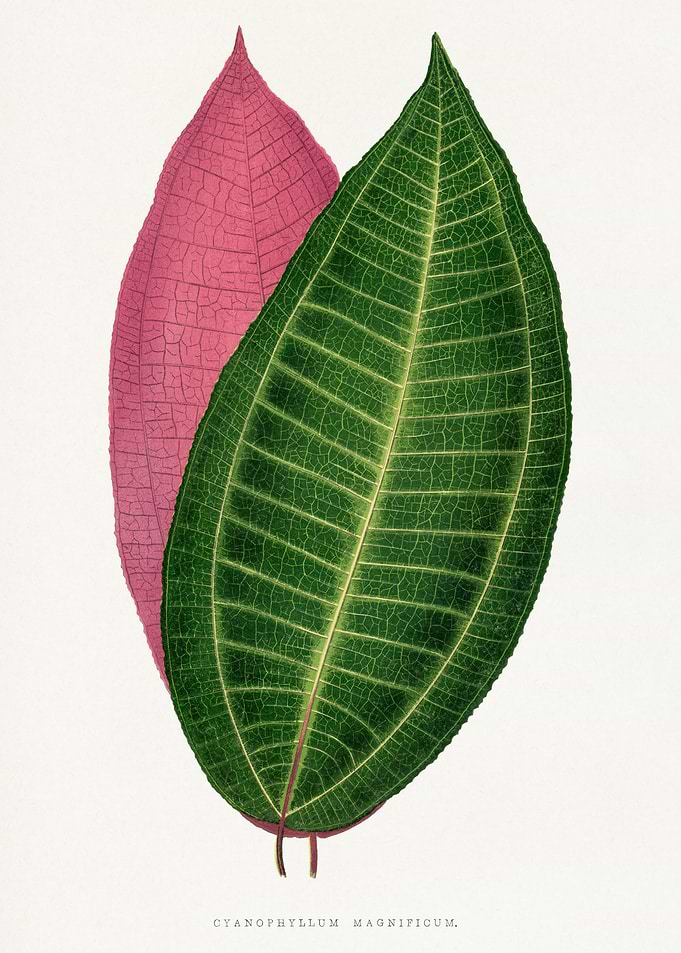 Cyanophyllum Magnificum Leaves Botanical Illustration