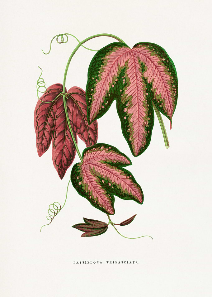 Passiflora Trifasciata Botanical Illustration