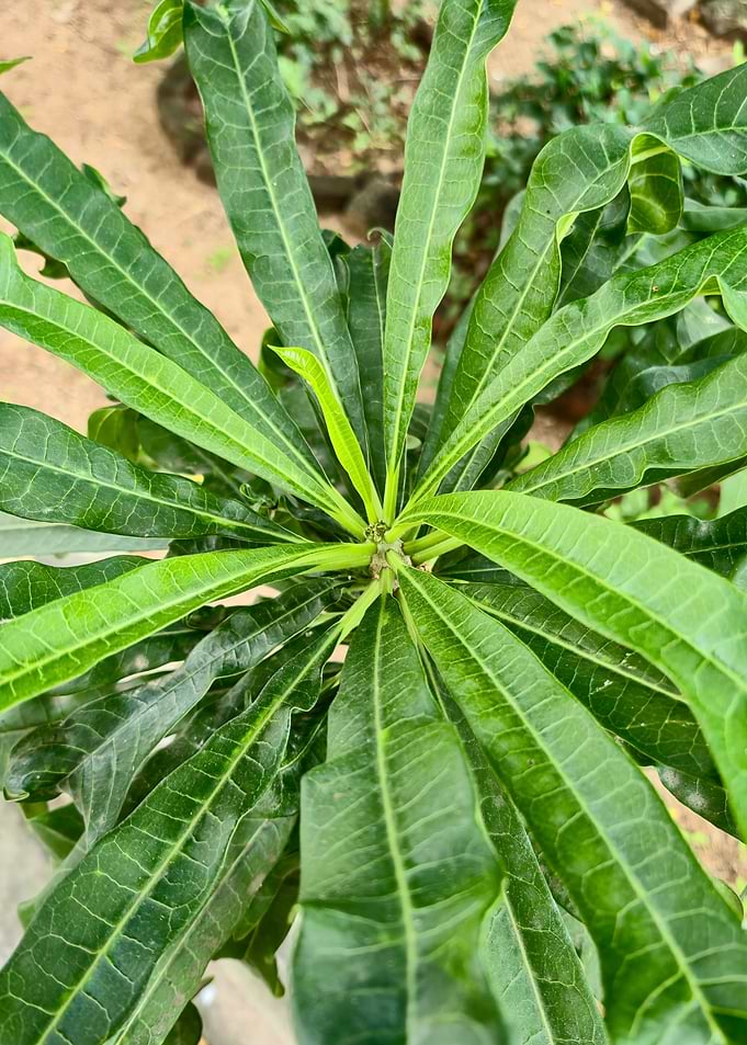 Fresh Green Leaves in a Radiating Pattern