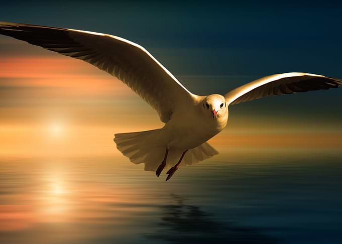 Seagull in flight over water