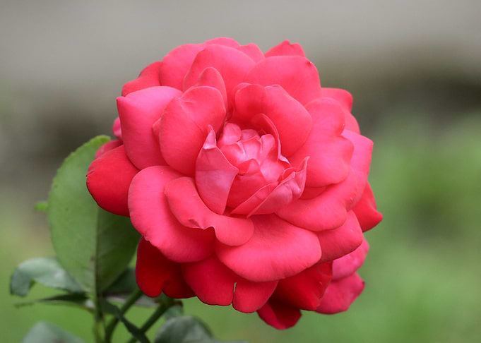 Blooming Red Rose Close-Up
