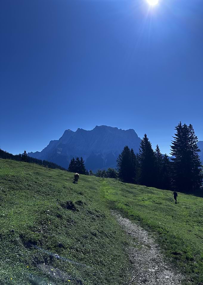 Zugspitze Landscape with Cow’s