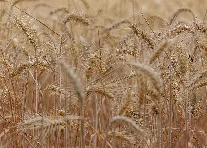 Hordeum agro