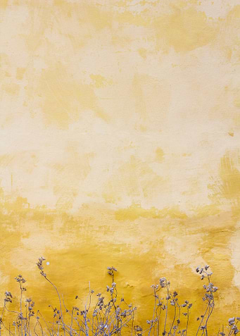 Yellow Wall with Dried Plants