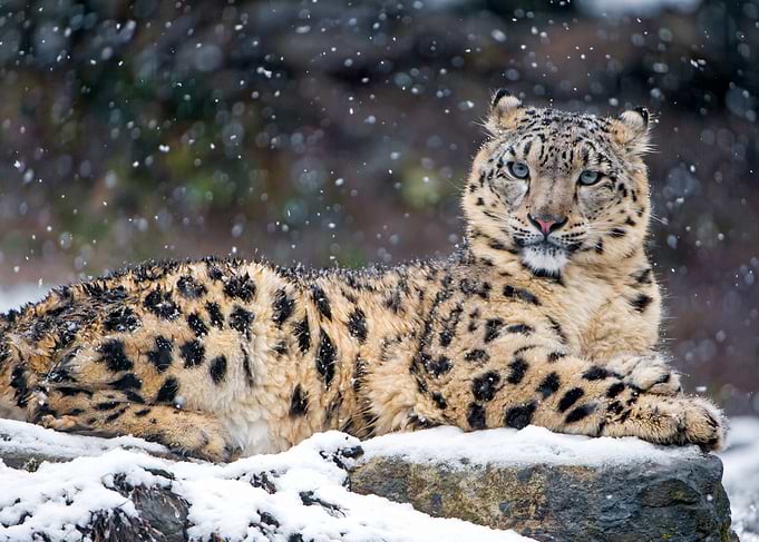 Snow Leopard Resting in Winter Snowfall