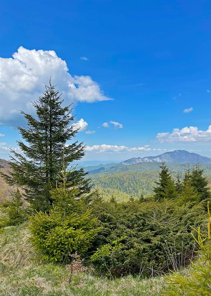 Mountain Landscape with Evergreen Trees