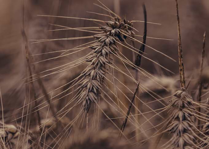 Detailed barley head