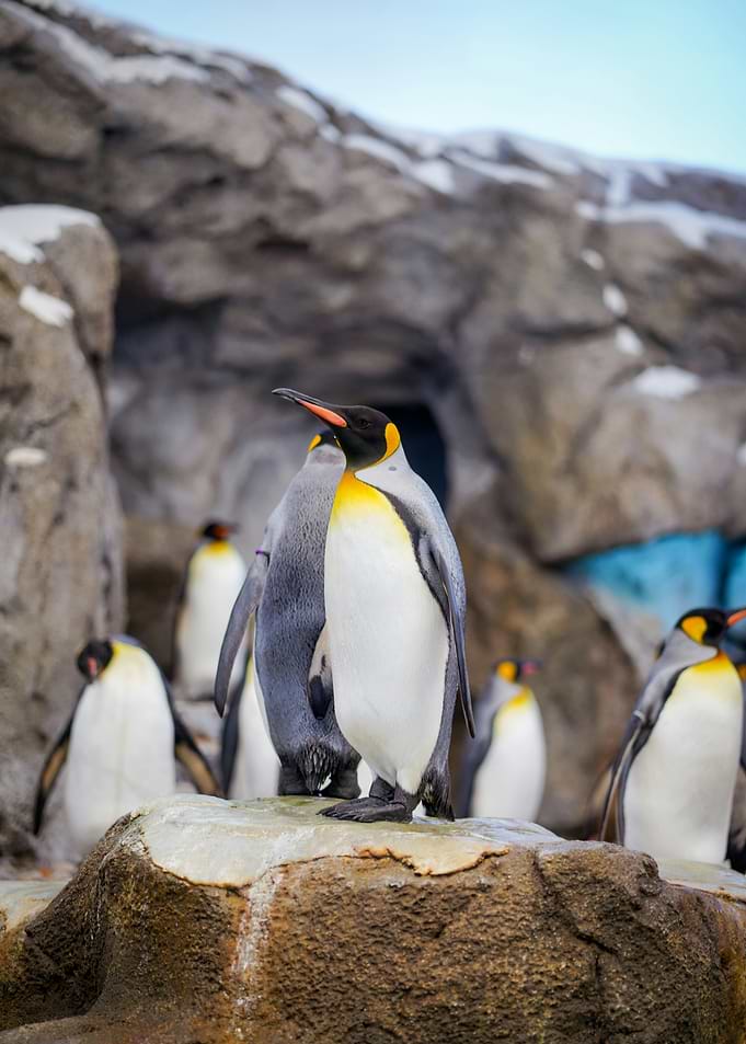 King Penguins on Rocky Terrain