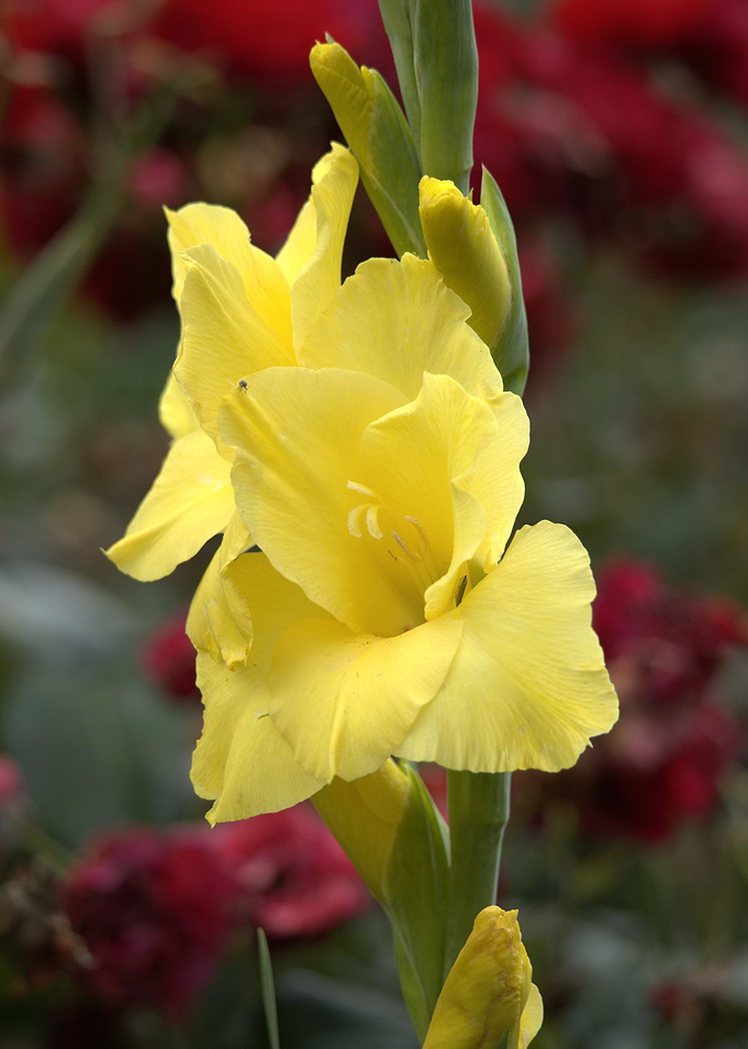Yellow Gladiolus Flower Close-Up