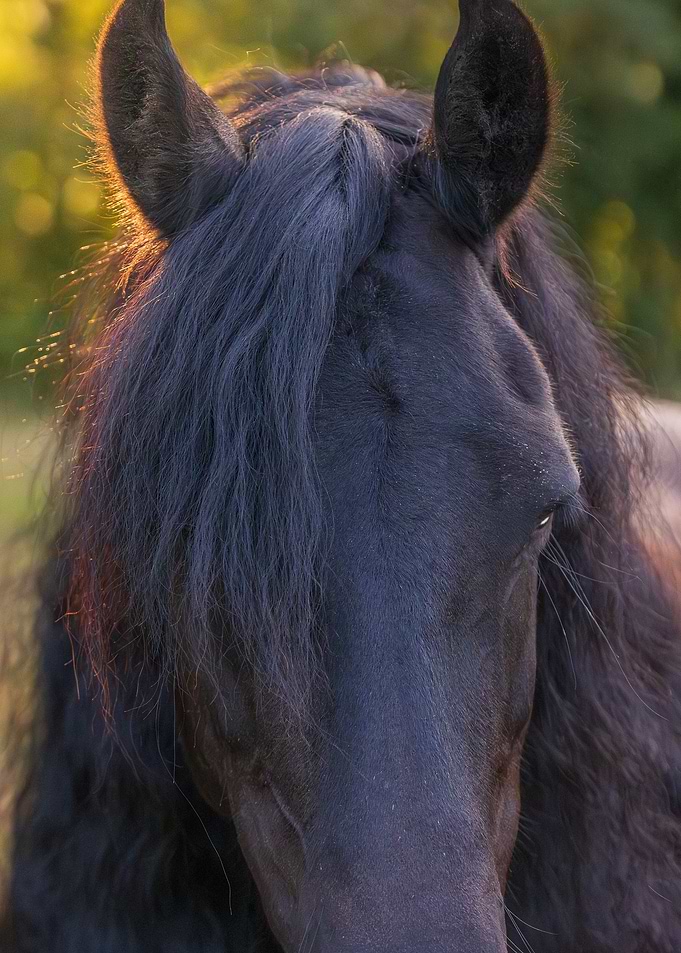 Equus