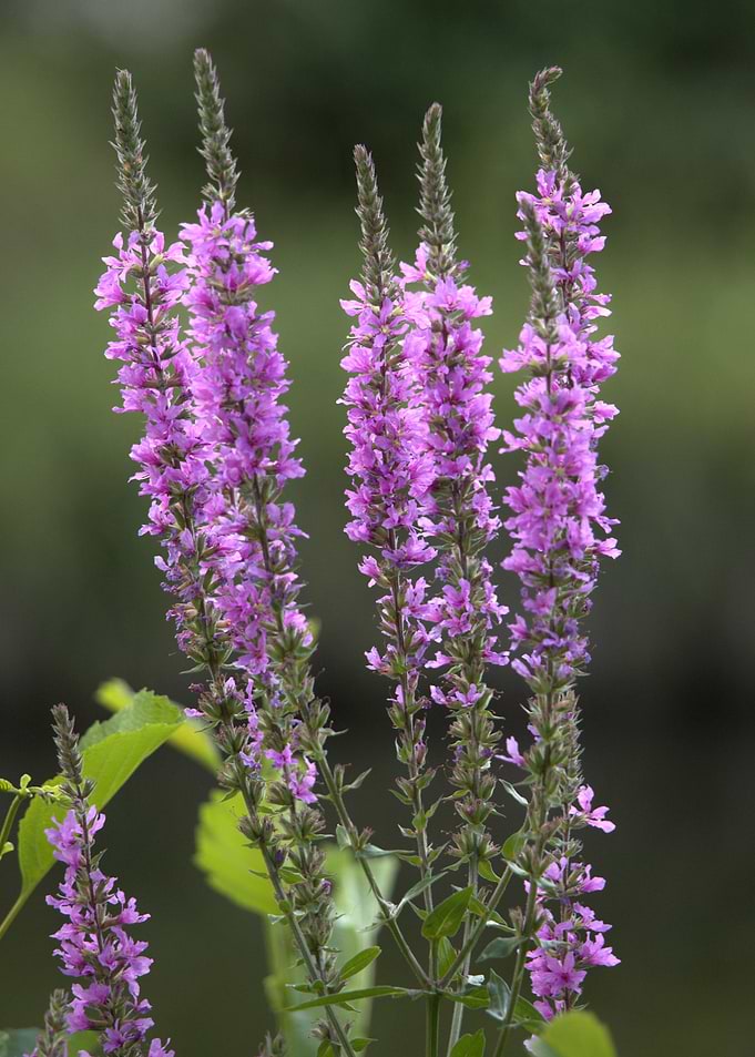 Purple Loosestrife Flowers
