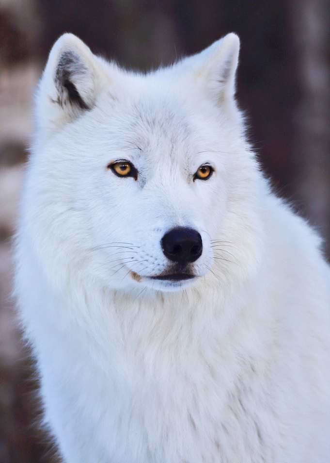 Portrait of a White Arctic Wolf