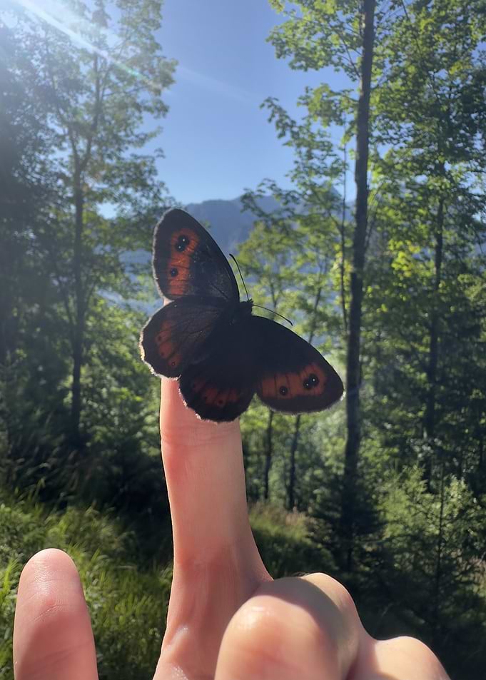Butterfly on Finger in Nature