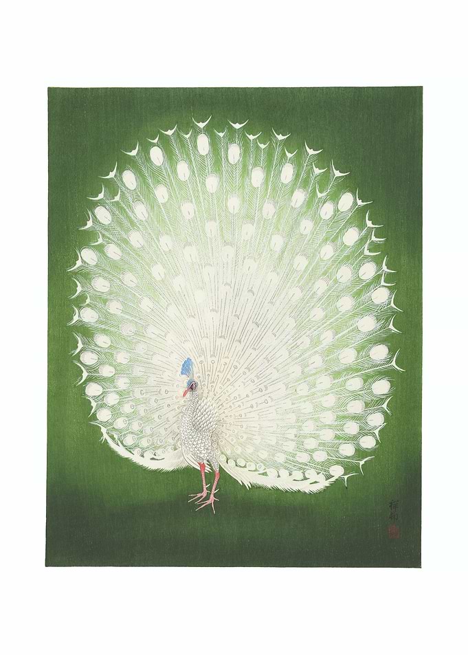 White Peacock with Green Background