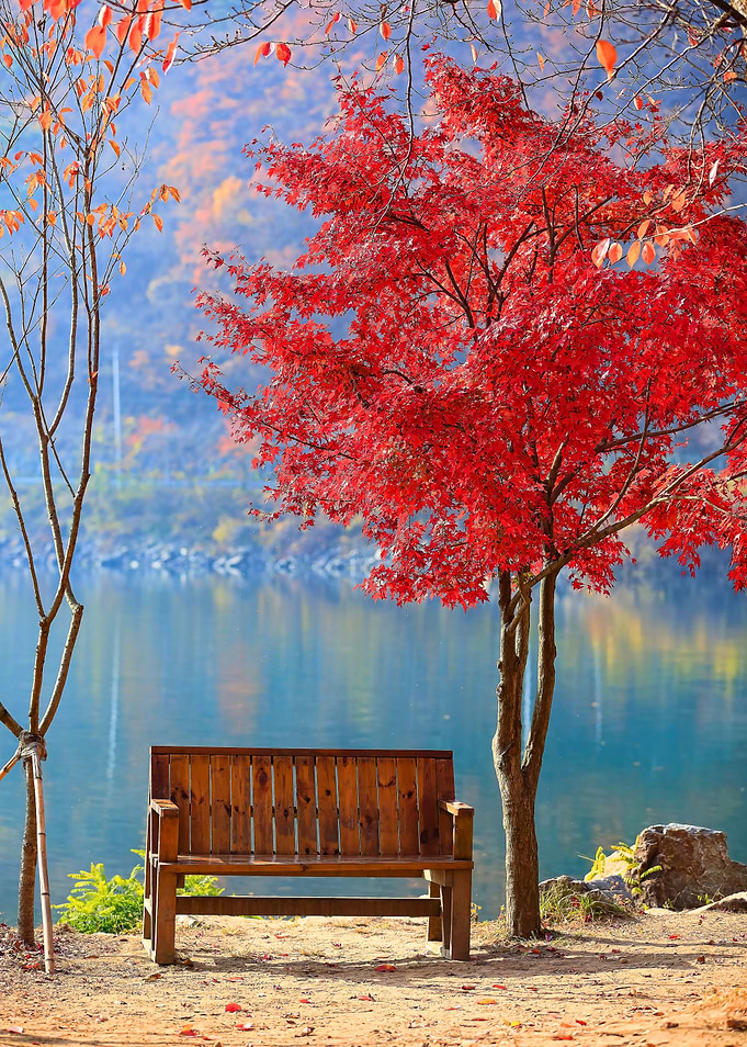 Autumn bench by the lake