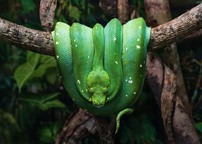 Green Tree Python Coiled on Branch
