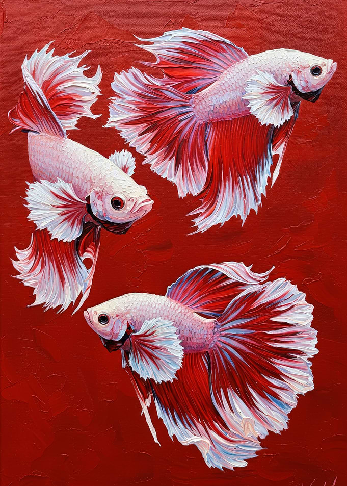 Three Betta Fish on Red Background