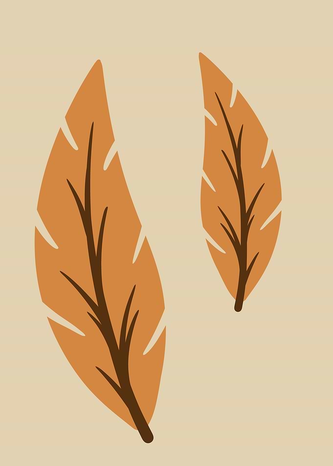 Two Autumn Leaves Illustration
