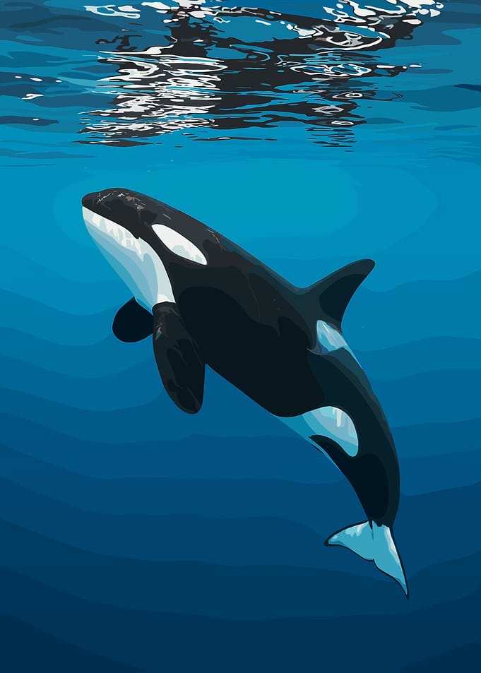 Orca swimming underwater illustration