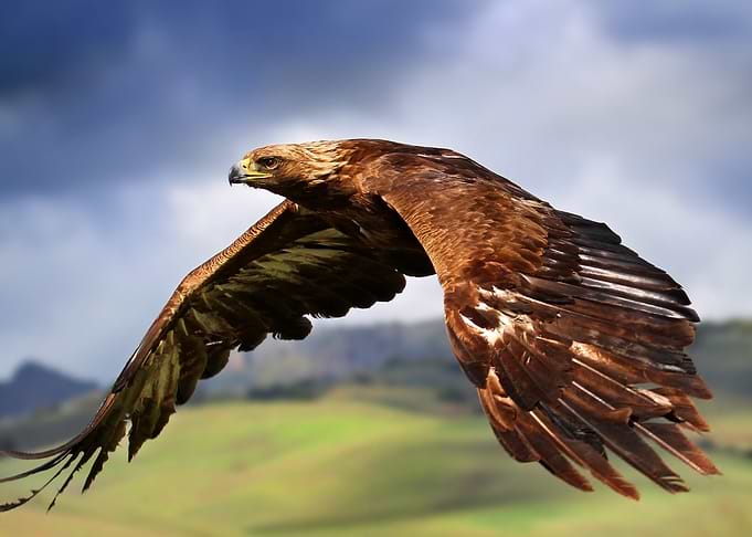 Golden Eagle in Flight