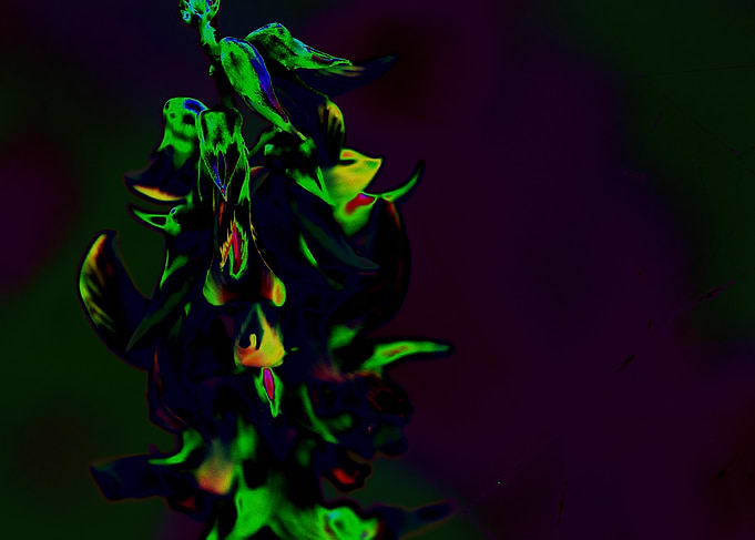 Abstract Floral Arrangement with Dark Background