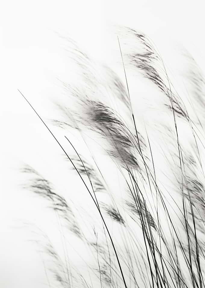 Monochrome Grass Field