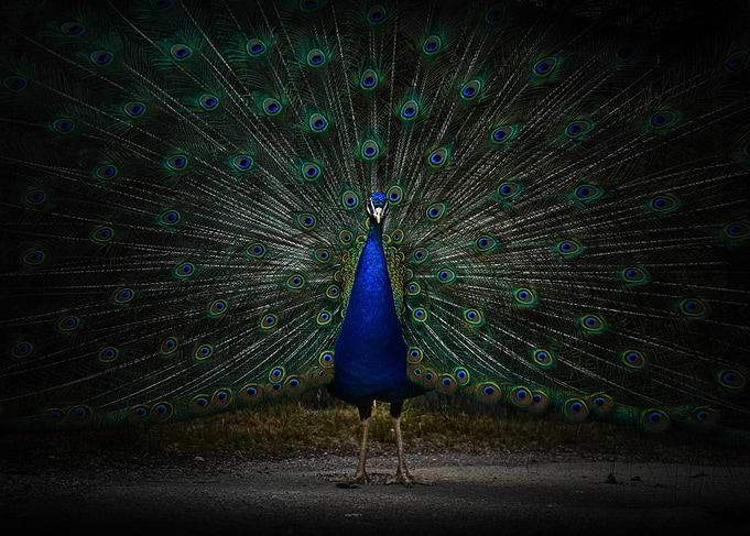 Peacock Displaying Feathers