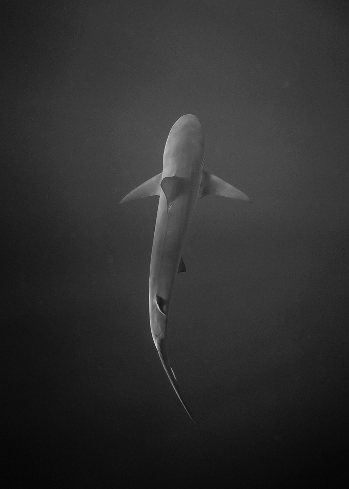 Monochrome Shark Swimming in Dark Water