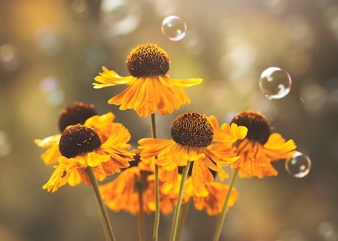 Yellow Flowers with Bubbles