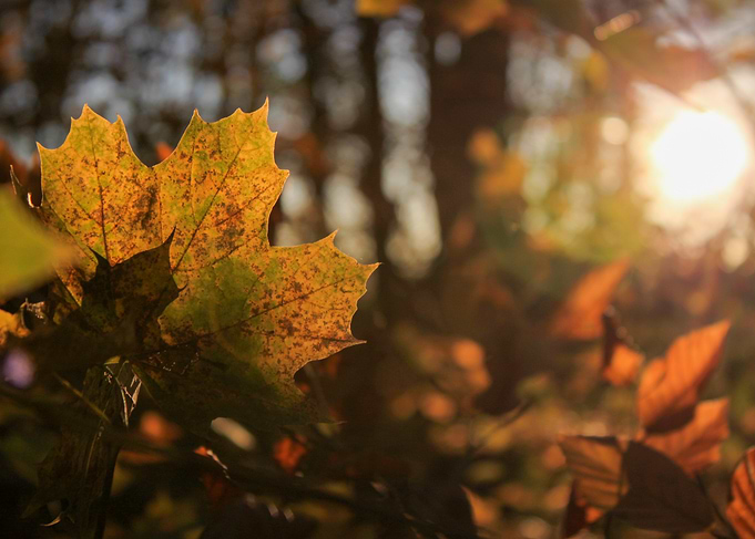 Autumn Leaf in Sunlight