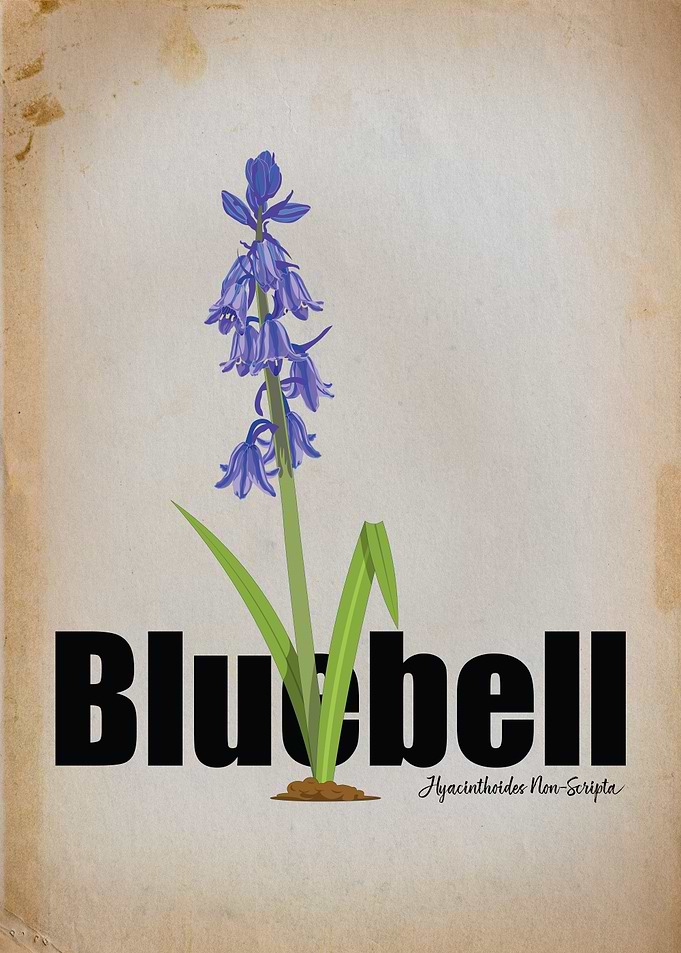 Quiet Renewal: Bluebell Botanical Illustration