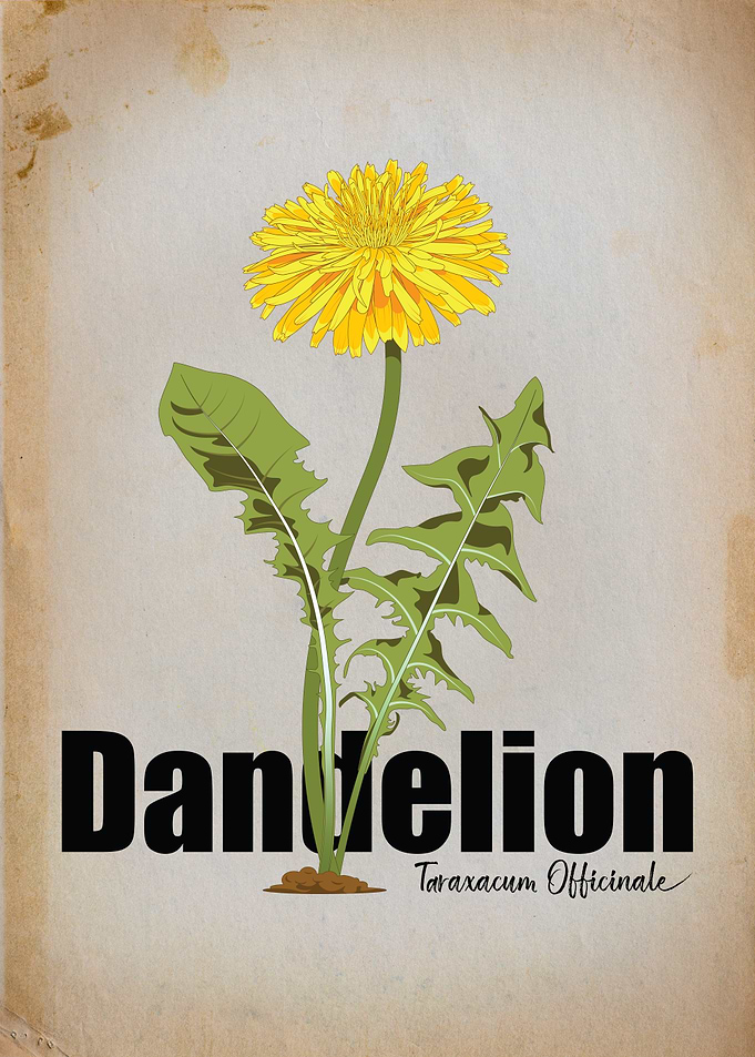 Resilient Bloom: Dandelion Botanical Illustration