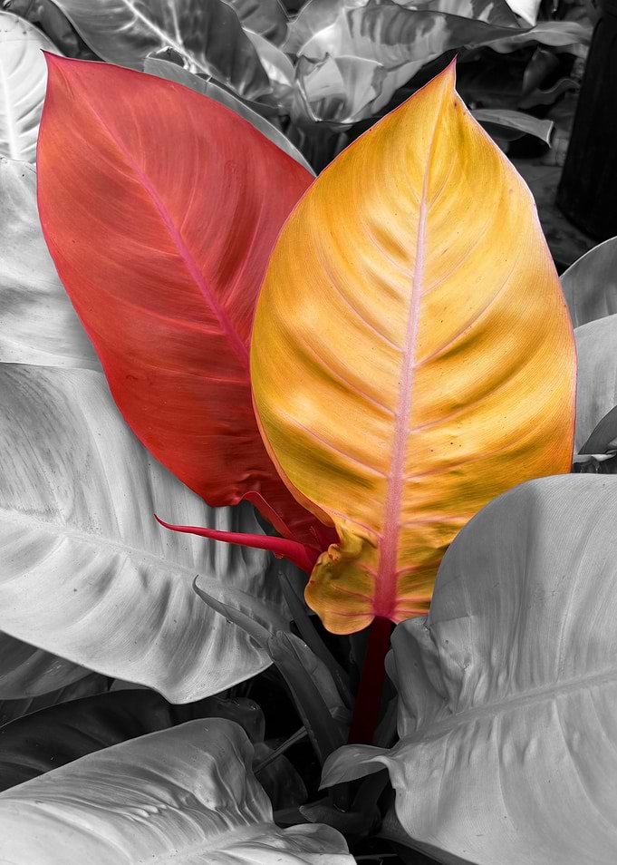 The Warm Focus Leaves