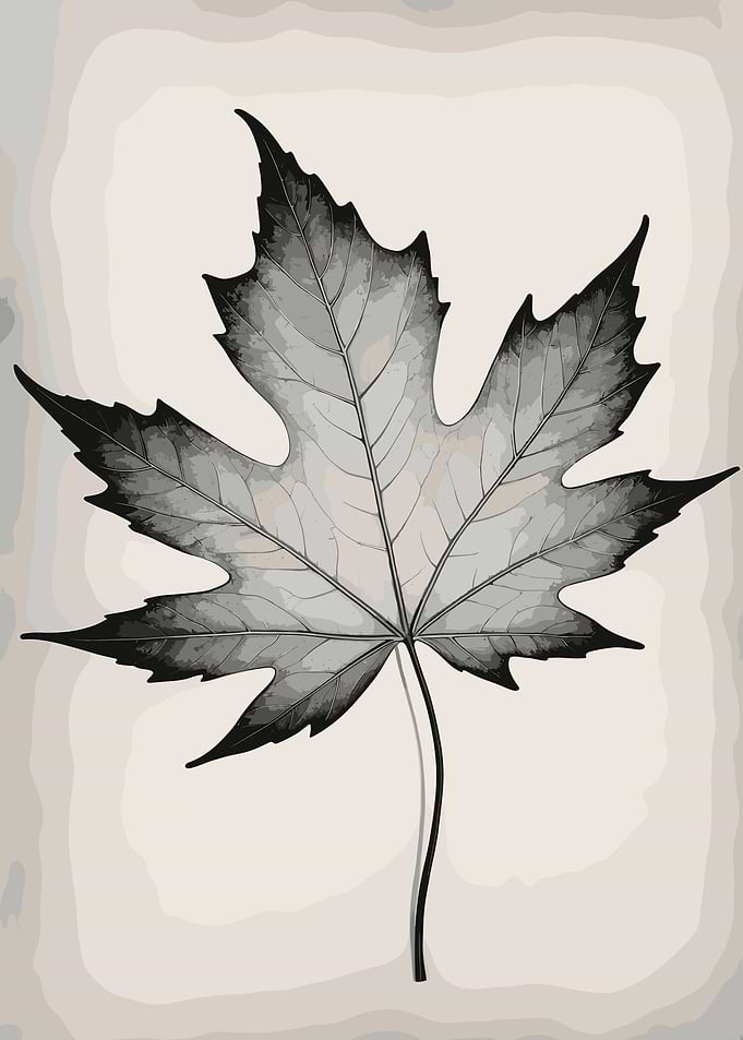 Monochrome Maple Leaf Illustration