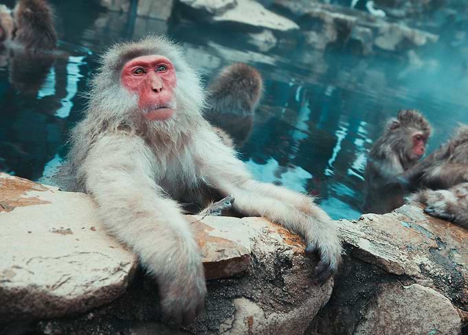 Japanese Macaques in Hot Spring
