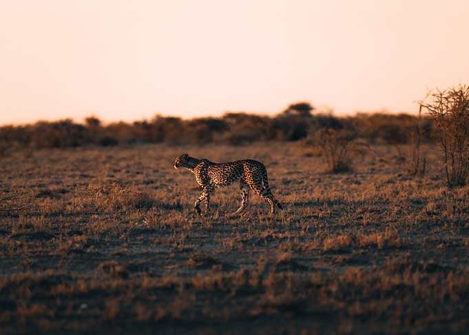 Cheetah At Dawn