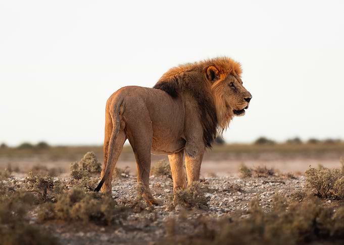 A Majestic Lion