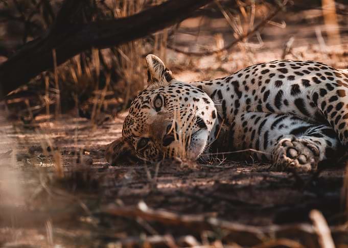 Snoozing Leopard