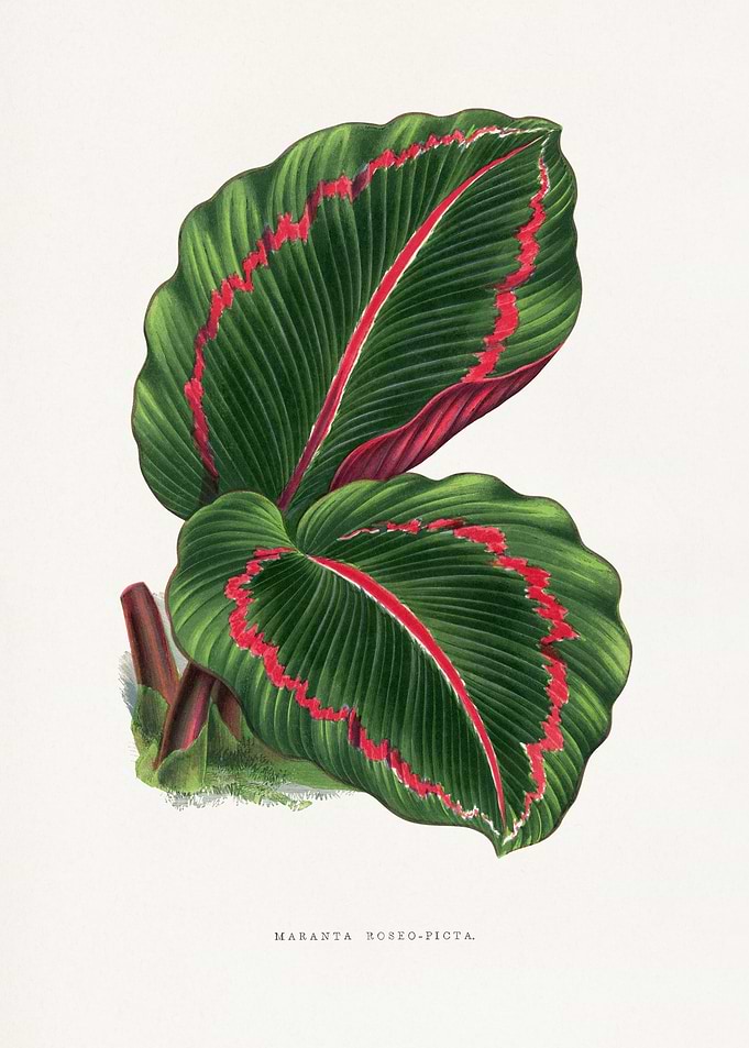 Green Corona Player Illustration