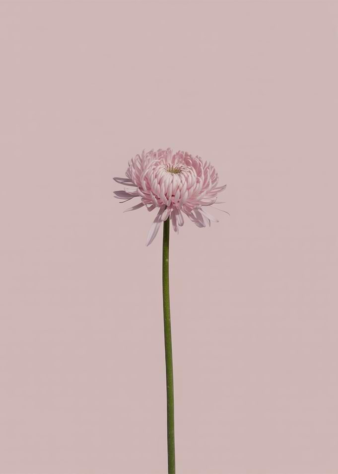 Single Pink Chrysanthemum on Pink Background